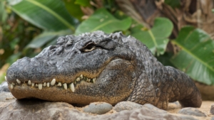 aligatori