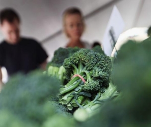 broccoli