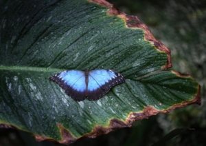 fluturi