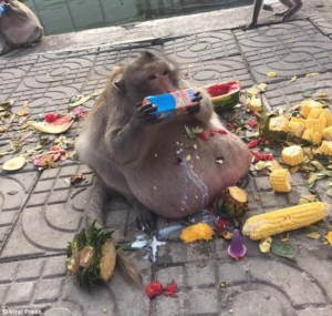 Maimuță obeză