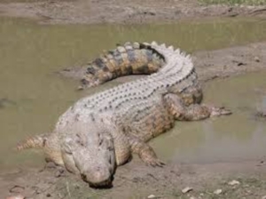 crocodil
