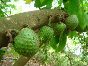 graviola