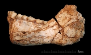 Homo Sapiens