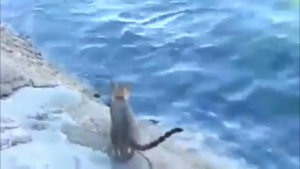 pisica pescar