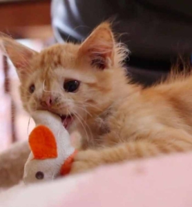 romeo cat