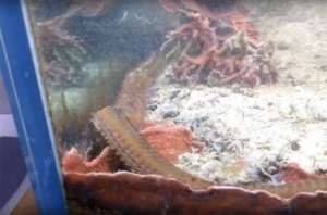 acvariu