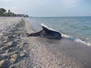 delfin-mort