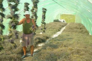 lavanda