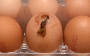 ou de la supermarket