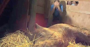 porc