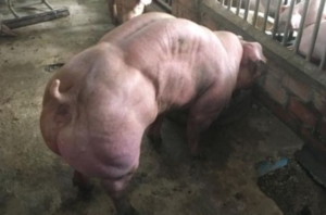 porci