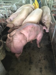 porci muschiulosi