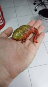 broasca rara1