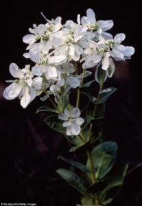 buchet mireasa