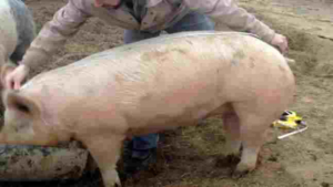 greutate porc