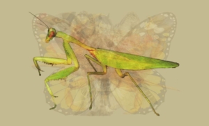 test4