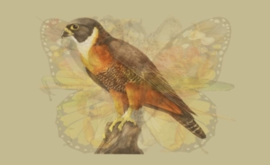 test7