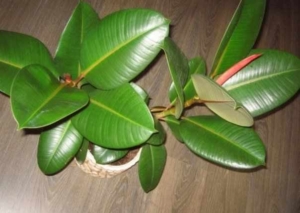ficus