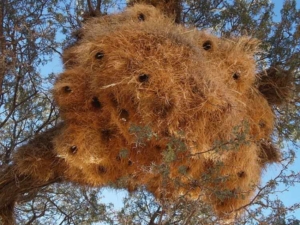 social-weaver-nests2-750x563