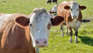 vaca maro
