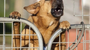 caine care latra