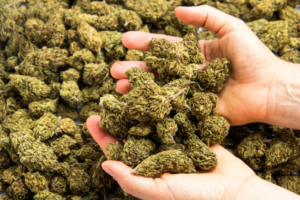 cannabis medicinal