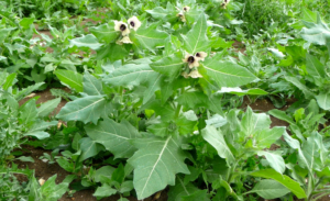 maselarita