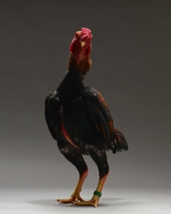 cocosei