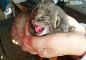 pisica manul