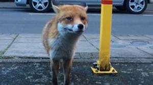 vulpita