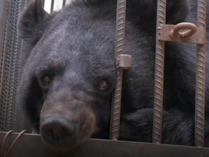ch-bear-ed