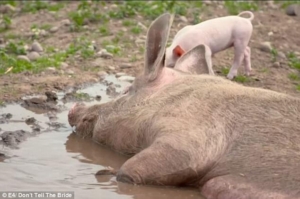 porci nunta