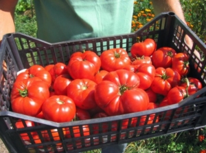 rosii_ladita_rosii