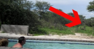 elefant la piscina
