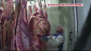 carne de vita bolnava polonia